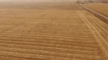 Güneşli bir günde güzel buğday tarlası.