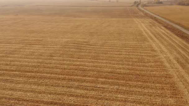 Krásné pšeničné pole za slunečného dne. — Stock video