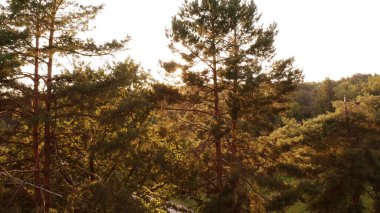 Güneşli bir günde kapalı yeşil ağaçlar.