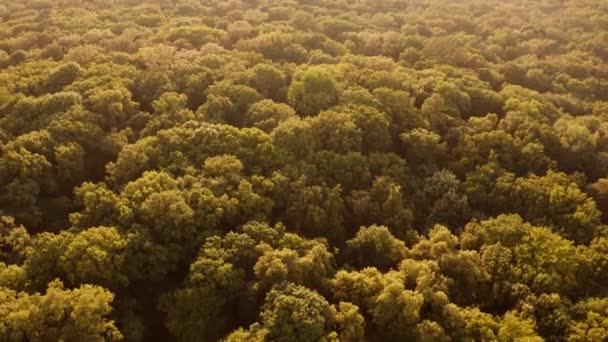 Vista sobre un enorme bosque desde arriba . — Vídeo de stock