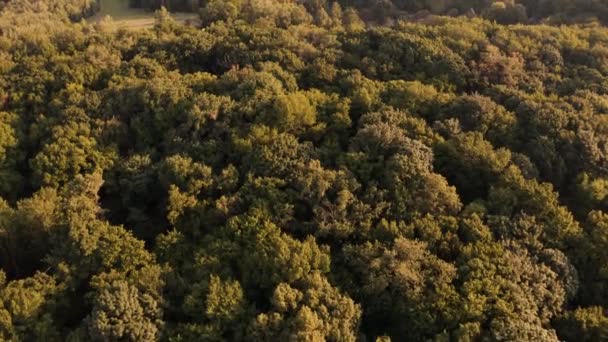 Vliegen over bosbomen en klein dorp. — Stockvideo