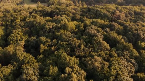 Volando sobre árboles forestales y pequeñas aldeas . — Vídeo de stock