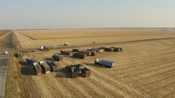 Muitos caminhões no campo de trigo, vista superior . — Fotografia de Stock
