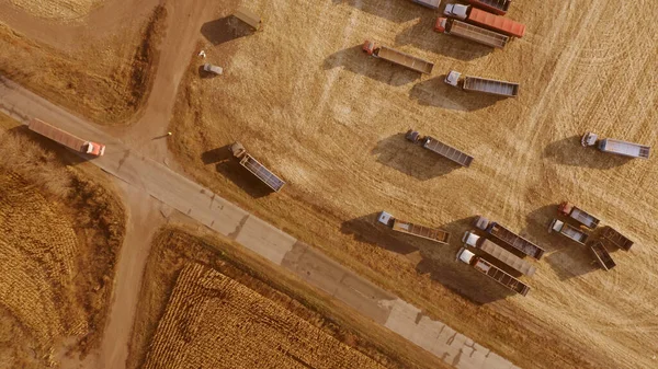 Camiones de grano moviéndose a través de un campo durante la cosecha . —  Fotos de Stock