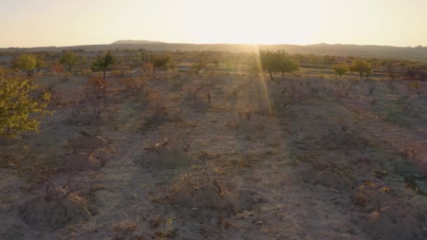 Piccoli alberi che crescono su un campo . — Video Stock