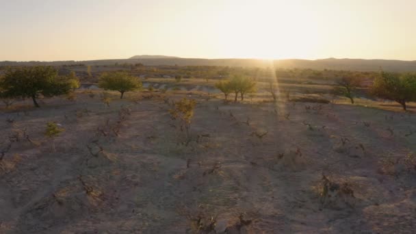 Prachtig landschap van woestijnbomen in het droge veld. — Stockvideo