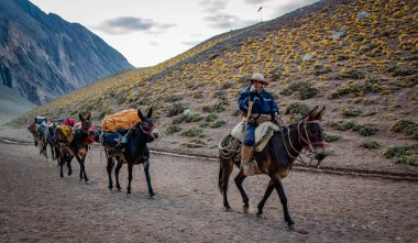 Şerpa eşek sırtında yük taşır.