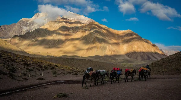Sherpa vervoert vracht op ezels in de Argentijnse bergen — Stockfoto