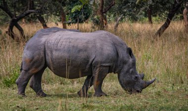 Ugandas Ziva Sığınak Milli Parkı 'nda büyük bir burun.
