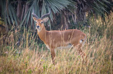 Ugandas Ziwa Sığınağı Ulusal Parkı 'nda yalnız bir Afrika antilobu.