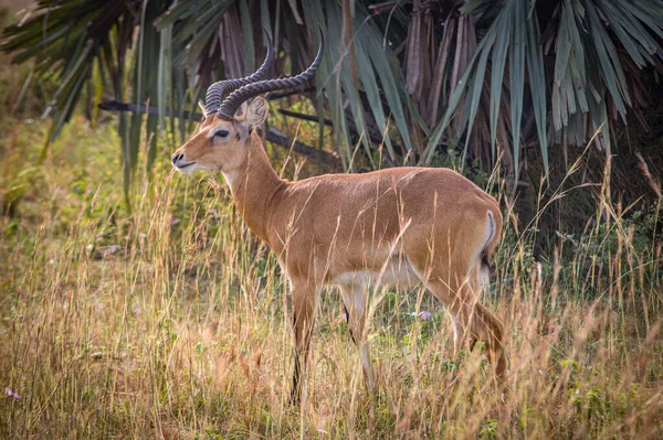 Osamělá africká antilopa v národním parku Ugandas Ziwa — Stock fotografie