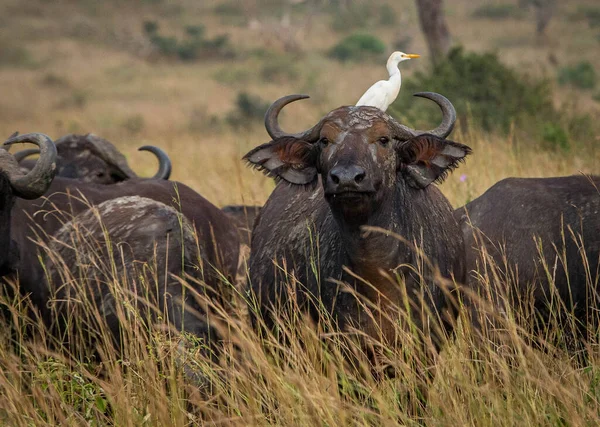 Afrikaanse buffel met een witte vogel op zijn kop in het hoge gras. Het Nationale Park van Ziva Sanctuary. — Stockfoto