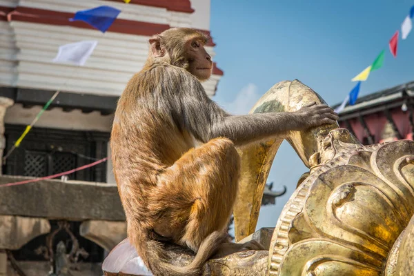 Nepalese aap in de straten van Kathmandu — Stockfoto