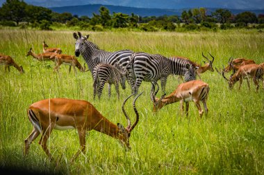 Antilopların arasında bir zebra ailesi. Ulusal Park 'ta yeşil çimen