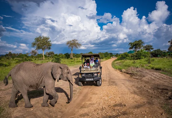 Слон переходит дорогу перед джипом на сафари в парке Нгоро Нгоро — стоковое фото