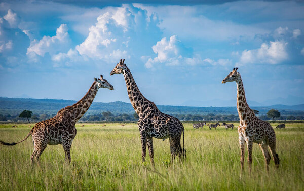 three giraffes in Ngoro-Ngoro National Park. beautiful sky