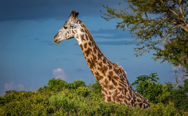 Ngoro-Ngoro Ulusal Parkı 'nda zürafa. mavi gökyüzü — Stok fotoğraf