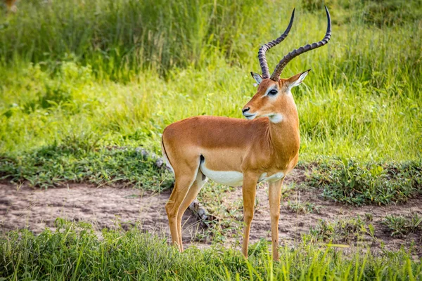 Carsiwa Afrikaanse antilope. Groen gras. Nationaal park Ngoro-Ngoro — Stockfoto