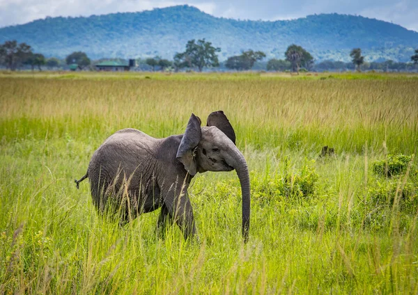 Маленький слоненок в зеленой траве в национальном парке — стоковое фото