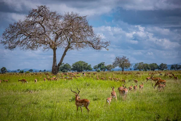 Una mandria di antilopi africane. Bello albero singolo ramificato — Foto Stock