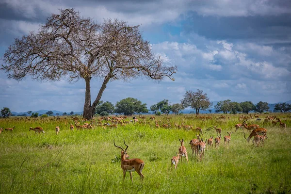 Uma manada de antílopes africanos. Bela árvore única ramificada — Fotografia de Stock