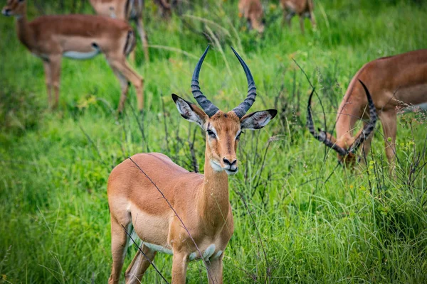 Antílope africano em relva verde. Parque Nacional Ngoro-Ngoro — Fotografia de Stock