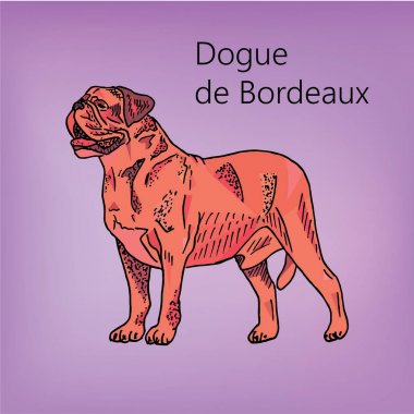 Fransız Mastiff, köpek Bordo kartpostal