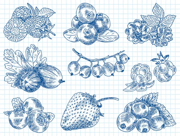 Jardín de bayas, moras, moras, boysenberry, grosellas, fresas, grosellas, moras, frambuesas, fresas, cenizas de montaña, arándanos, bayas de las nubes — Vector de stock