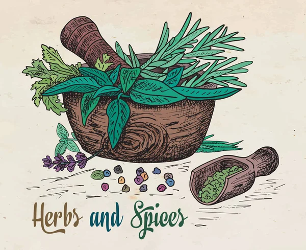 Belle main dessinant des herbes saines et du mortier d'épices. Herbes, basilic, cerfeuil . — Image vectorielle