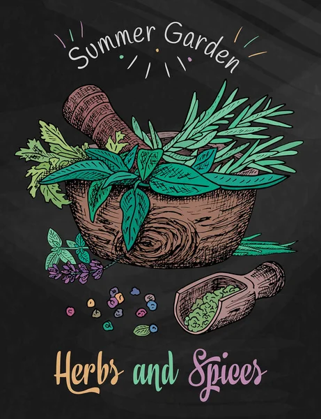 Pięknych, ręcznie rysunek zdrowe zioła i przyprawy zaprawy. Zioła, bazylia, trybula na tle tablica — Wektor stockowy
