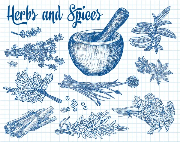 Beautiful hand drawing healthy herbs and spices mortar. Herbs, basil, chervil. — Stock Vector