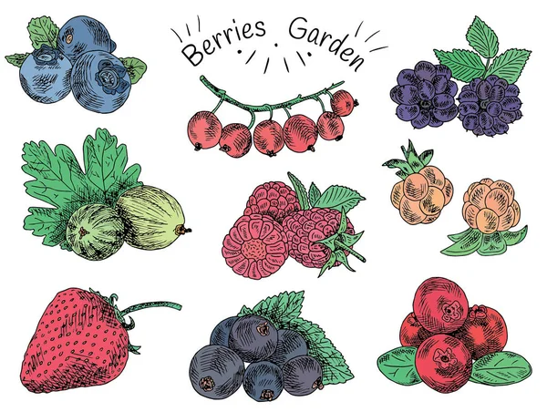 Μούρα Κήπος, βατόμουρα, βατόμουρο, boysenberry, κορινθιακής σταφίδας, βατόμουρου, φραγκοστάφυλα, Μουριά, βατόμουρο, φράουλα, τέφρας στο βουνό, βατόμουρου, σύννεφο μούρο — Διανυσματικό Αρχείο