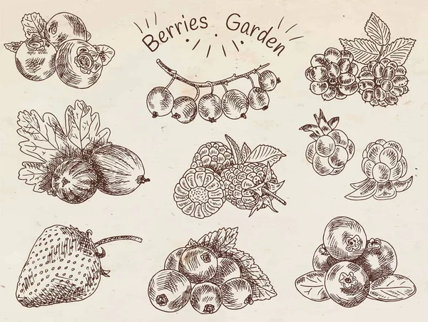 Jardín de bayas, moras, moras, boysenberry, grosellas, fresas, grosellas, moras, frambuesas, fresas, cenizas de montaña, arándanos, bayas de las nubes — Archivo Imágenes Vectoriales