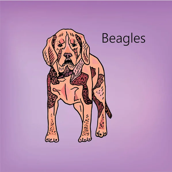 Beautiful illustration of beagle dog on violet background — Stock Vector