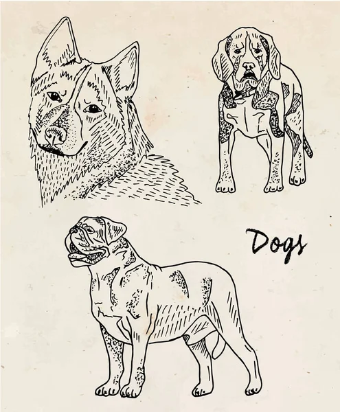 Красива ілюстрація собак на старовинному тлі — стоковий вектор
