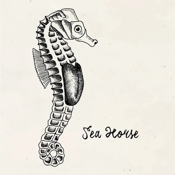 Krásné ručně tažené ilustrace seahorse na vinobraní pozadí — Stockový vektor