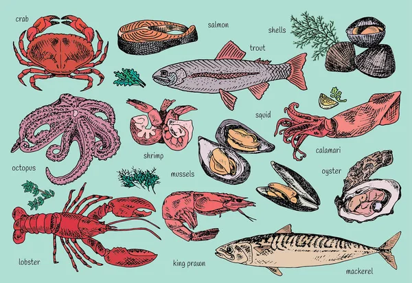 Menú de mariscos, pulpo, mejillones, langosta, trucha, conchas, caballa, cangrejo, ostra, langostinos, camarones, calamares, salmón, calamares — Vector de stock