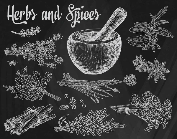 Beautiful hand drawing healthy herbs and spices mortar. Herbs, basil, chervil on the chalkboard background — Stock Vector