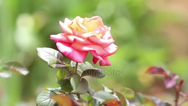 Ροζ τριαντάφυλλα τσαγιού είναι ανθίζοντας στον κήπο — Αρχείο Βίντεο