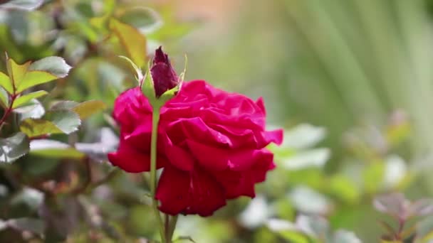 Červený Čaj Růže Kvetou Zahradě — Stock video