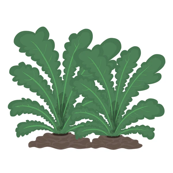 Plantes illustration isolée — Image vectorielle