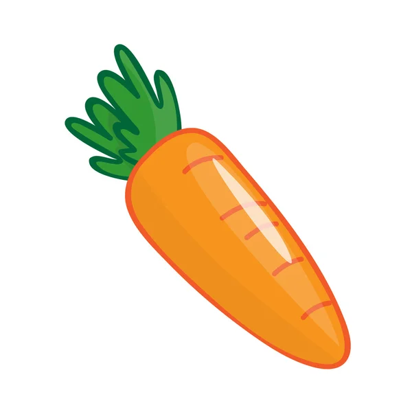 Zanahoria ilustración aislada — Vector de stock
