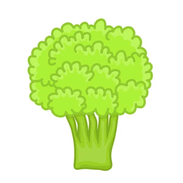 Green broccoli isolated illustration — Stock vektor