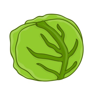 Reen izole lahana illüstrasyon