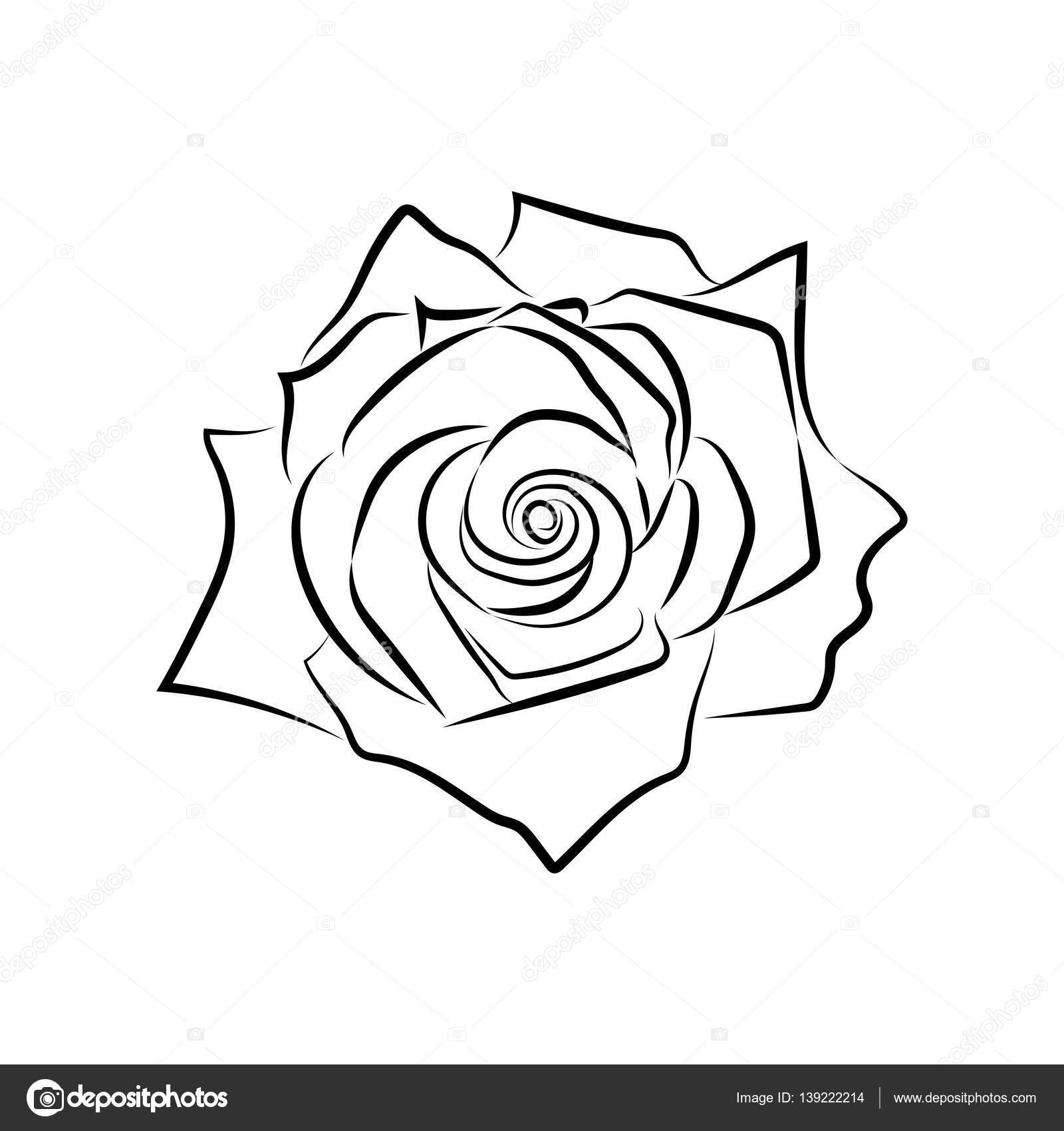 Rysowanie Linii Szkicu Róży Grafika Wektorowa Madozi