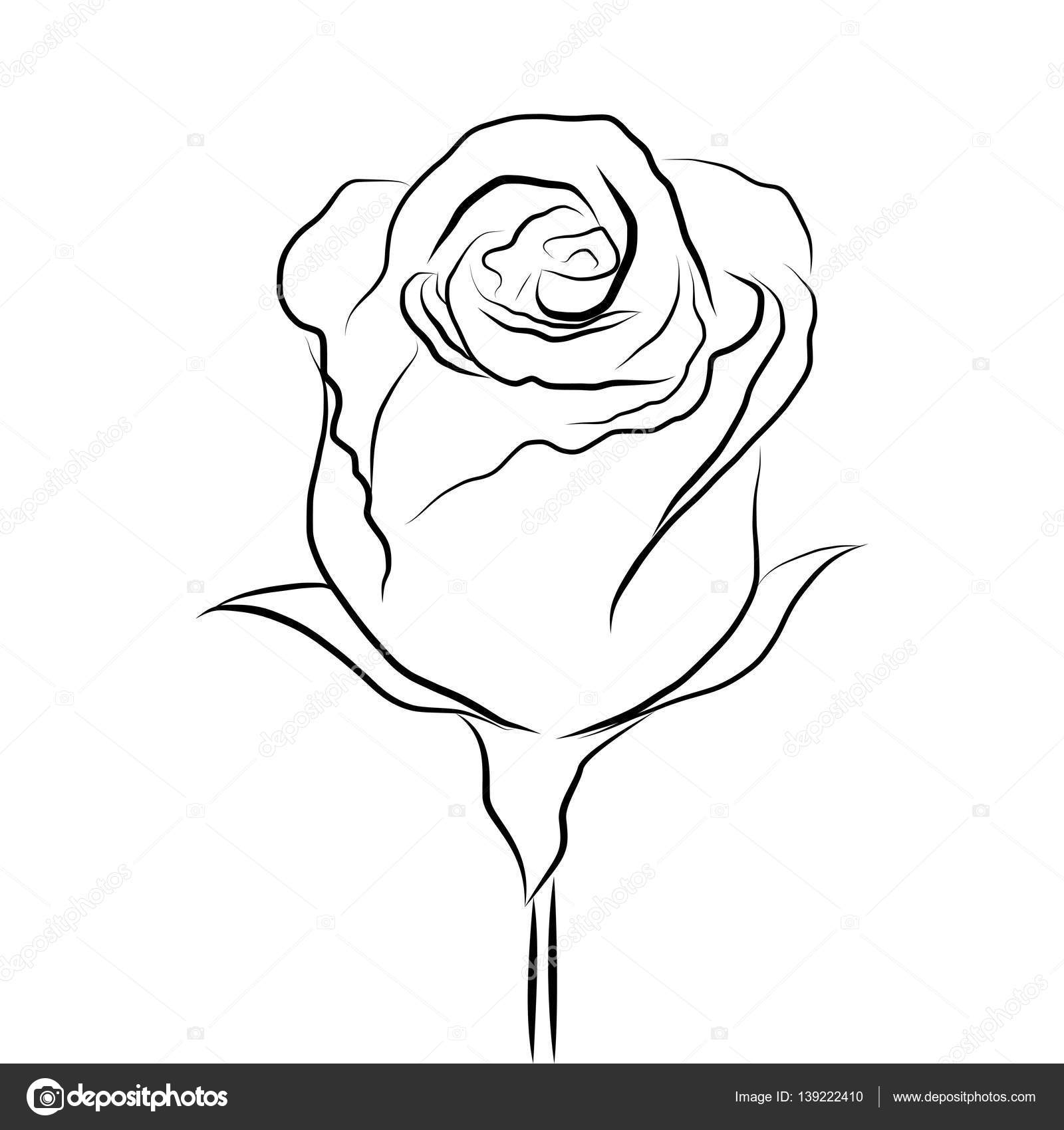 Rysowanie Linii Szkicu Róży Grafika Wektorowa Madozi