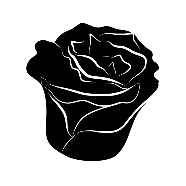 Rosa silhuetas ilustração isolada sobre fundo branco —  Vetores de Stock