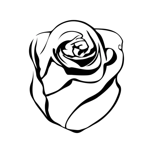 Desenho de linha de esboço de rosa —  Vetores de Stock