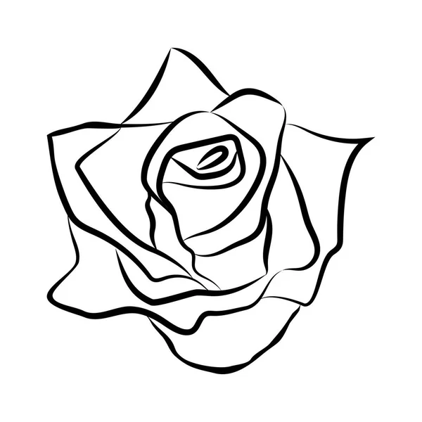 Croquis dessin de ligne de rose — Image vectorielle