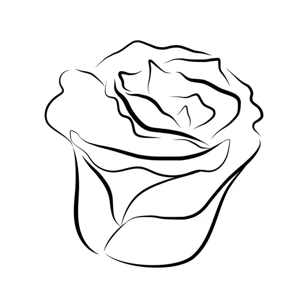 Croquis dessin de ligne de rose — Image vectorielle